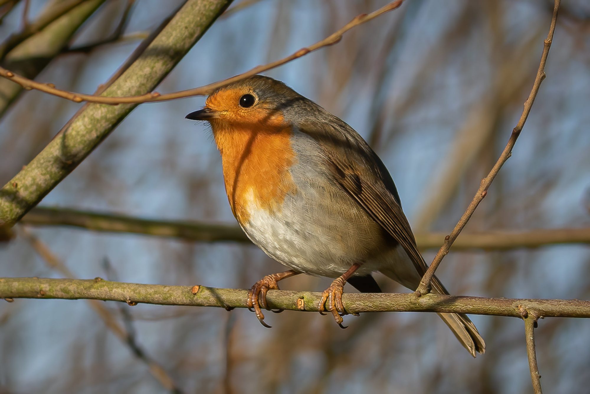 Salford photographers capture protected animals in World Wildlife Day