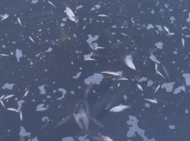 Dead fish at Salford Quays. Credit: Screenshot from Twitter video.