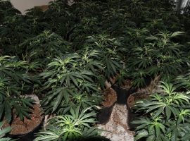 Large cannabis farm found in Ordsall