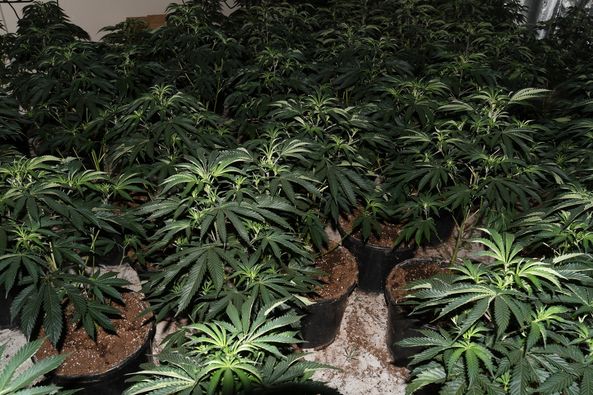 Large cannabis farm found in Ordsall