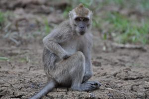 Long-Tailed Macaque monkeys are imported through Manchester Airport - via Flickr