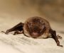 International Bat Appreciation Week is set to swoop through Salford