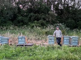 Salford beekeeper calls for more communication and control on harmful pesticides