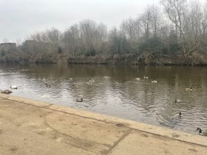 Ducks and swans on the River Irwell in Peel Park- Photograph by Lucy Hirst