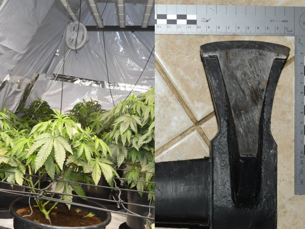 Cannabis plants and axe from GMP