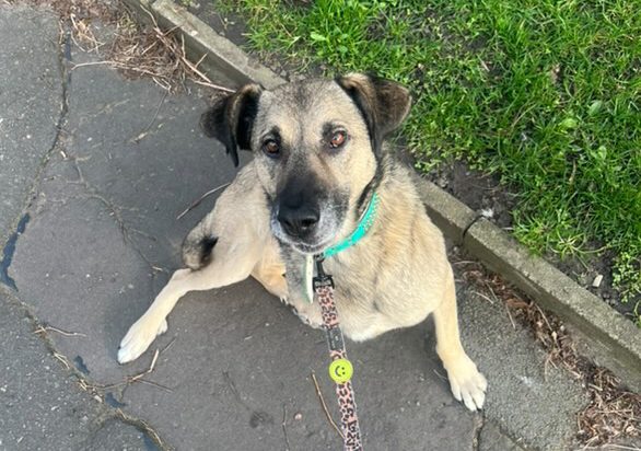 Salford couple appeal for the adoption of brave rescue dog