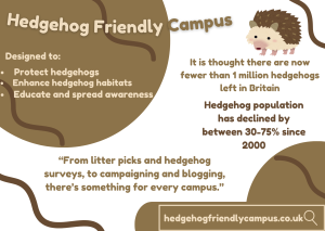 Hedgehog friendly campus initiative- infographic created by Emily Thompson