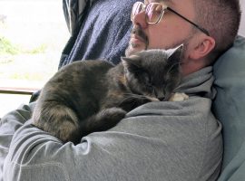 Life-saving surgery for family cats after shocking air rifle attacks