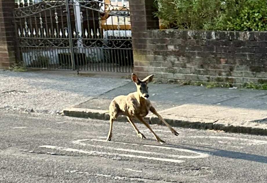 Deer in Doveleys Road, Irlams o' th' Height